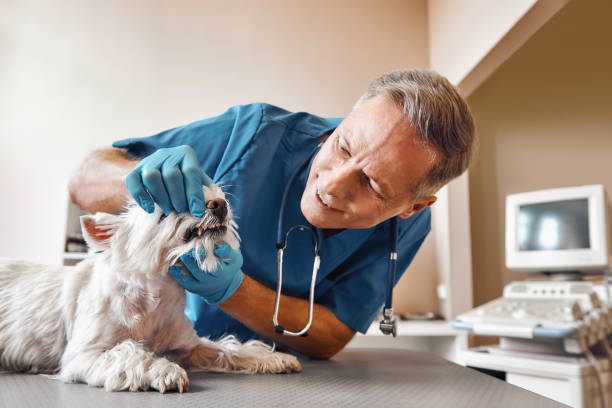 Best Emergency X-Rays and Diagnostics in Wenonah, NJ